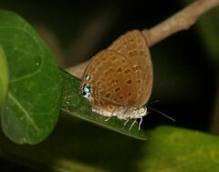 Arhopala major