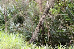 Acrostichum speciosum