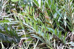 Acrostichum speciosum
