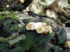 Lentinellus micheneri