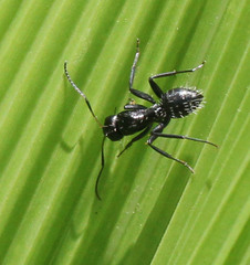 Camponotus niveosetosus