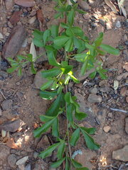 Searsia longispina