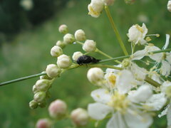 Variimorda villosa