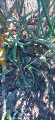 Crassula muscosa