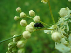 Variimorda villosa