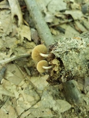 Simocybe serrulata