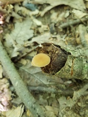 Simocybe serrulata