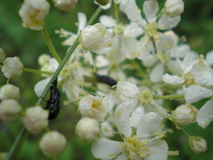 Variimorda villosa