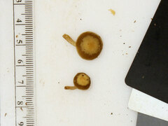 Simocybe serrulata
