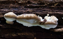 Tyromyces fumidiceps