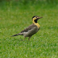 Colaptes campestris campestris