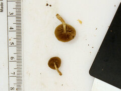 Simocybe serrulata
