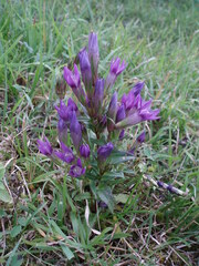 Gentianella praecox