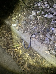 Bungarus multicinctus multicinctus