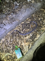 Bungarus multicinctus multicinctus