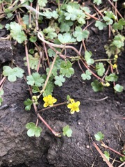 Ranunculus natans