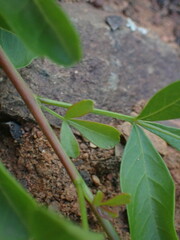 Searsia longispina