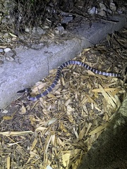 Bungarus multicinctus multicinctus