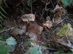 Rhodocollybia butyracea