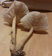 Rhodocollybia butyracea