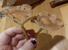 Rhodocollybia butyracea