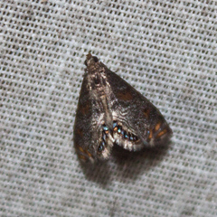 Paracataclysta fuscalis