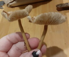 Rhodocollybia butyracea