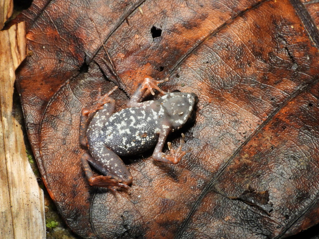 Infernal Stream Toad