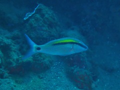 Parupeneus barberinus