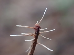 Xylaria filiformis