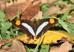 Adelpha serpa