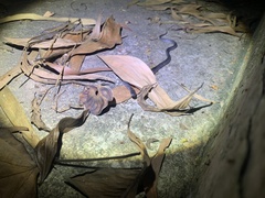 Pareas margaritophorus