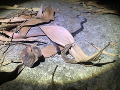 Pareas margaritophorus