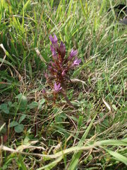 Gentianella praecox