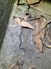 Pareas margaritophorus