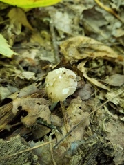 Pluteus hongoi