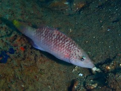 Oxycheilinus digramma