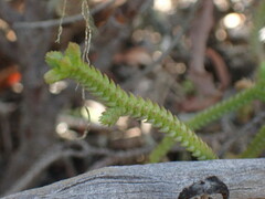 Crassula muscosa