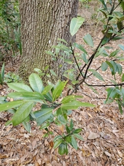 Persea borbonia