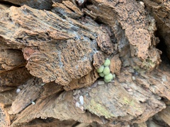 Conophytum ficiforme