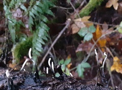 Xylaria hypoxylon