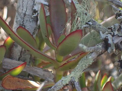 Crassula cultrata
