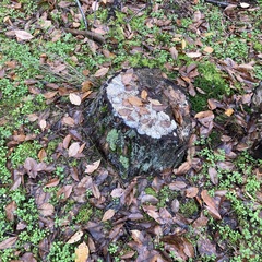 Cladonia digitata