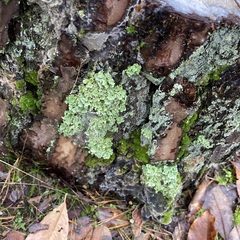 Cladonia digitata
