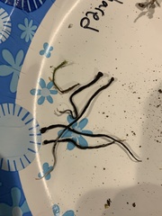 Xylaria hypoxylon
