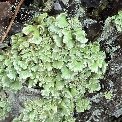 Cladonia digitata
