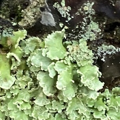 Cladonia digitata