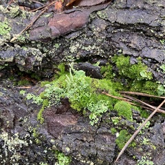 Cladonia digitata