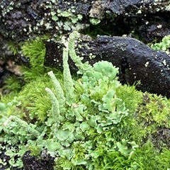 Cladonia digitata