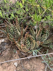 Tulista pumila